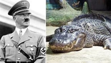 صورة شاهد: عرض تمساح هتلر في متحف موسكو