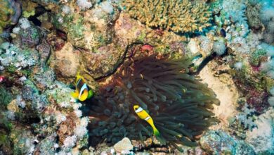 صورة تاهيتي: اكتشاف شعب مرجانية عملاقة على عمق أكثر من 30 متراً