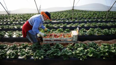 صورة إسبانيا: أزيد من 12 ألف عاملة موسمية مغربية في جني الفواكه الحمراء