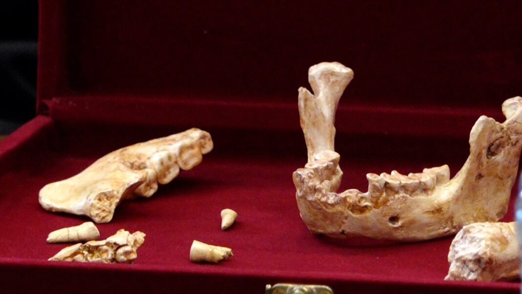الدار البيضاء تكشف عن بقايا بشرية تعيد رسم بدايات الإنسان