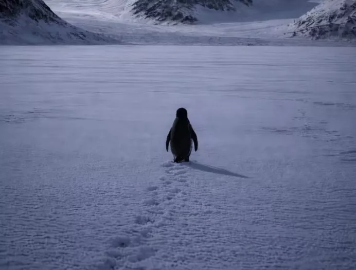 “البطريق العنيد”: من لقطة وثائقية إلى ترند عالمي