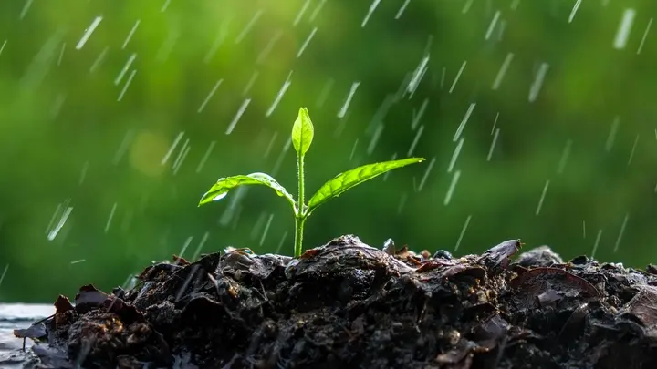 استشعار النباتات
